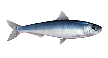 La sardine