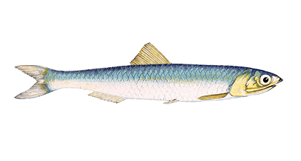 Le sprat